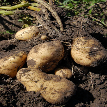 Luftiges Kartoffelpüree, Espuma 